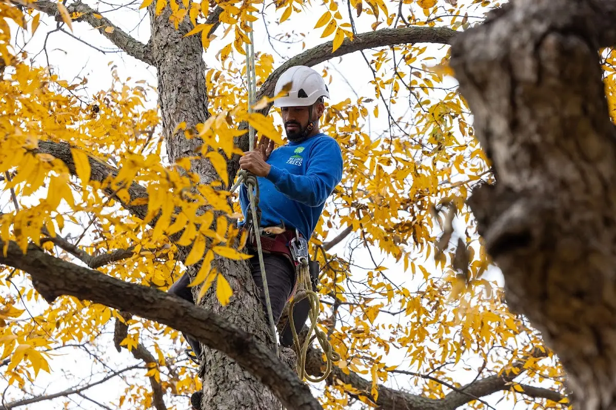 Skilled Tree Disease Treatment crew working in Isom
